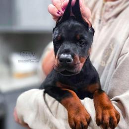 Kloe - Black and rust female Doberman Pinscher puppy in China Township, Michigan from Snell's Superior Kennel Dobermann & GSP