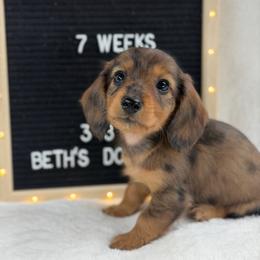 Tej - Dapple male Dachshund puppy in Dickinson, Texas from Beth’s Doxieland