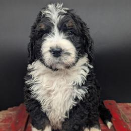 Rusty - Tri-color male Bernedoodle puppy in Lancaster, Minnesota from Richardville Hunde