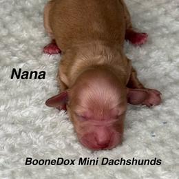 Nana - Cream female Dachshund puppy in Lexington, Oklahoma from BooneDox Miniature Dachshunds