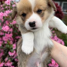 Alfie - Sable male Pembroke Welsh Corgi puppy in Bolton, Massachusetts from West Lake Corgis