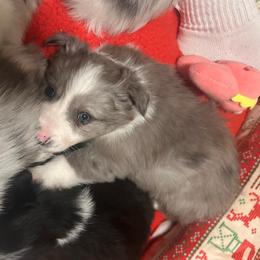 Trouble - Slate merle female Border Collie puppy in Jonesboro, Arkansas from Hampton Border Collies