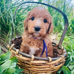 Murphy - Apricot male Goldendoodle puppy in Denison, Iowa from Violet View Iowa Goldendoodles