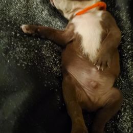 Boston Terrier Puppies from The Christian Bostons