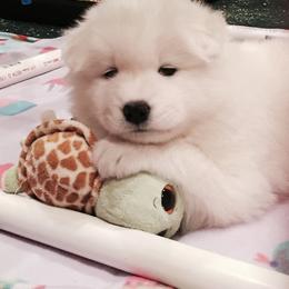 Samoyed Puppies from Lori Wirth-Poirier's Samoyeds