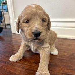 Girl 1 - Apricot female Goldendoodle puppy in Mattawan, Michigan from Doodifuldoods