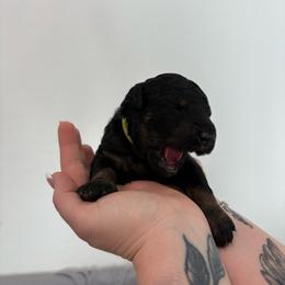 Tater - Black male Goldendoodle puppy in Mesa, Arizona from Schmidt’s Doxies N Doodles