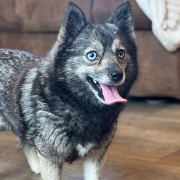 Alaska - Pomsky