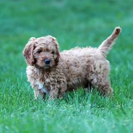 White Girl Cavadoodle - Red phantom female Assorted Doodle Crosses puppy in Colonial Beach, Virginia from Bristol Mine Kennels