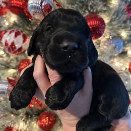 Doakes - Black male Goldendoodle puppy in Prosperity, Pennsylvania from Stelladoodles & Company