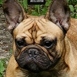 Pink - Fawn female French Bulldog puppy in Celeste, Texas from Bullistik® Knl