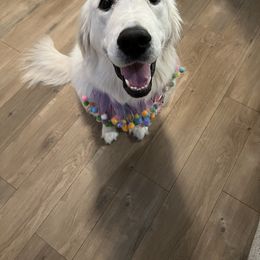 Golden Retriever All Grown Up from Vicki Wall's Golden Retrievers