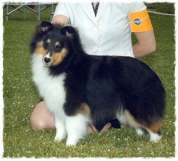 Emerald sales valley shelties