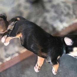 Girl 1 - Black and tan female Havanese puppy in Medina, Ohio from Momma's Minis
