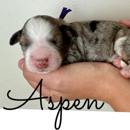 Aspen - female Australian Mountain Doodle puppy in Chattanooga, Tennessee from Scenic City Doodles