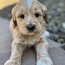 Stormfly - Cream female Goldendoodle puppy in Twin Falls, Idaho from Magic Valley Family Doodles