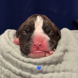 Dr Finklestein - Brindle male Boxer puppy in La Vernia, Texas from Chilham Boxers