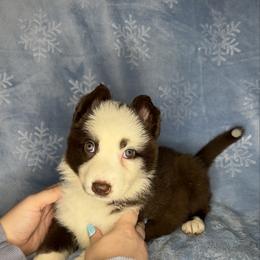 Purple color - Panda female German Shepherd puppy in Marion, Ohio from Legacy K9’s