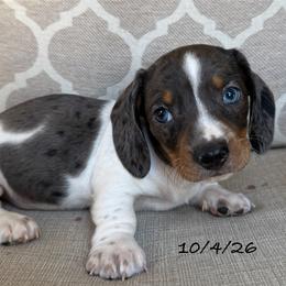 Bolt - Dapple male Dachshund puppy in Joshua Tree, California from Desert Dreams Ranch