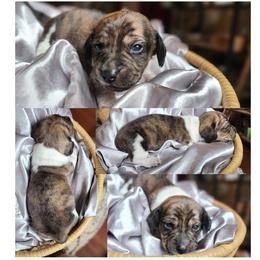 Brindle boy - Brindle male Dachshund puppy in Port Orchard, Washington from Haus of Wiener Schnitzel