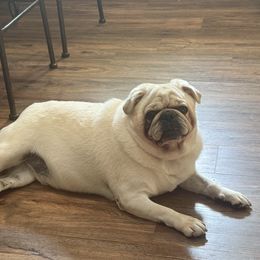 Elvis Sir Wigglehips Pug - White male Pug puppy in Salem, Oregon from Loda's Pugs