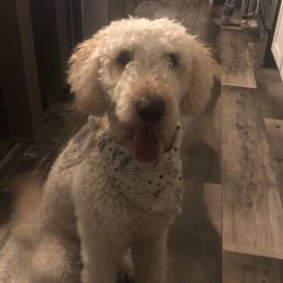 Molly - Goldendoodle