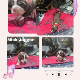 Mick Jagger Boy 2 - Liver white and tan male English Springer Spaniel puppy in Saginaw, Michigan from Kemerer Springers
