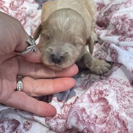 Girl 3 - female Irish Doodle puppy in Home, Pennsylvania from Plum Creek Acres Next Generation