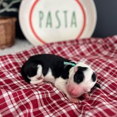 Ravioli - White and black female Bordoodle puppy in Valley Center, California from Circle R Valley Bordoodls