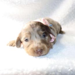 Zuzu - 3000 - Dapple female Dachshund puppy in Sonora, Kentucky from Maple Hill Miniature Dachshunds