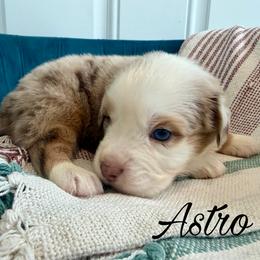 Astro - Red merle male Miniature Australian Shepherd puppy in Sandy Hook, Kentucky from RidgeTop Aussies