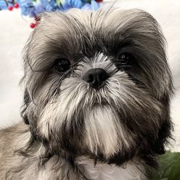 Shih Tzu Puppies from Amy’s Awesome Shih Tzus
