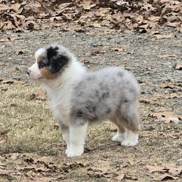 Boy 2 - Blue merle male Miniature Australian Shepherd puppy in Ola, Arkansas from Peaceful Acres