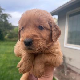 Red Collar - Dark golden male Golden Retriever puppy in Mountain Home, Idaho from Poppy's Garden Golden Retrievers
