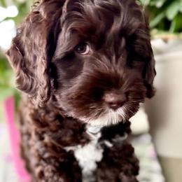 Boy 2 - Chocolate male Australian Labradoodle puppy in Sacramento, California from Delta Breeze Labradoodles