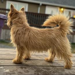 Cairn Terrier puppies from Northwest Cairn Terriers