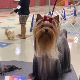 Yaya - Yorkshire Terrier