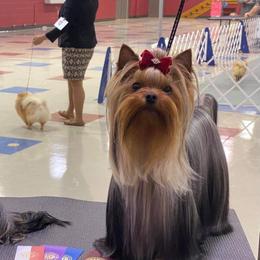 Yaya - Yorkshire Terrier
