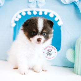Dennis - Chocolate and tan male Pomeranian puppy in Idaho Falls, Idaho from Country Life Pomeranians
