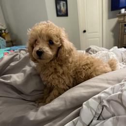 Boy 2 AKC Runt Bones - Apricot male Poodle puppy in Lees Summit, Missouri from Divine K9s LLC