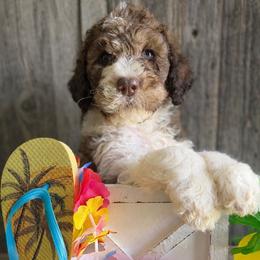 Dahlia-burgundy collar - Parti female Saint Berdoodle puppy in Paw Paw, Michigan from ProAct Canines