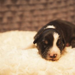 German Shepherd and Miniature American Shepherd Puppies from Sonnenhügel Shepherds