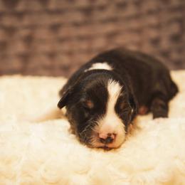 German Shepherd and Miniature American Shepherd Puppies from Sonnenhügel Shepherds