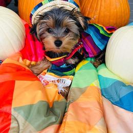 Yorkshire Terrier Puppies from Kruz Kennels