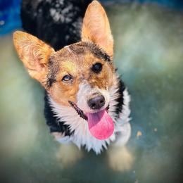 Tiki - Pembroke Welsh Corgi