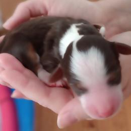 Twix - Brown and white female Bernedoodle puppy in Fairfield, Illinois from Positively Doodles