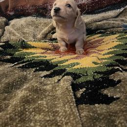 Winnie - Cream female Dachshund puppy in Aumsville, Oregon from M&M Bro’s Dachshunds