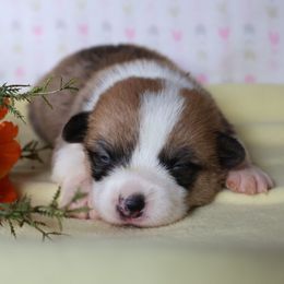 Blossom - Red female Pembroke Welsh Corgi puppy in Morgantown, Pennsylvania from Goldstar Puppies (License Number 18519)