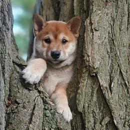 Churro - Red male Shiba Inu puppy in Carpentersville, Illinois from Veronika's Shiba Inus