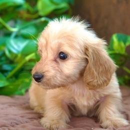 Brooks (silky wire) - Cream male Dachshund puppy in Midland, Texas from The Barefield Doxies